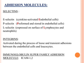 ADHESION MOLECULES:
SELECTINS :
E-selectin (cytokine-activated Endothelial cells)
P-selectin (Preformed and stored in endothelial cells)
L-selectin (expressed on surface of Lymphocytes and
neutrophils)
INTEGRINS:
Activated during the process of loose and transient adhesions
between the endothelial cells and leucocytes.
IMMUNOGLOBULIN SUPER FAMILY ADHESION
MOLECULE: ICAM-1,2
 