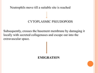 Neutrophils move till a suitable site is reached
CYTOPLASMIC PSEUDOPODS
Subsequently, crosses the basement membrane by damaging it
locally with secreted collagenases and escape out into the
extravascular space.
EMIGRATION
 
