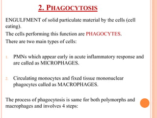 2. PHAGOCYTOSIS
ENGULFMENT of solid particulate material by the cells (cell
eating).
The cells performing this function are PHAGOCYTES.
There are two main types of cells:
1. PMNs which appear early in acute inflammatory response and
are called as MICROPHAGES.
2. Circulating monocytes and fixed tissue mononuclear
phagocytes called as MACROPHAGES.
The process of phagocytosis is same for both polymorphs and
macrophages and involves 4 steps:
 
