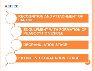 4 STEPS:
RECOGNITION AND ATTACHMENT OF
PARTICLE
ENGULFMENT WITH FORMATION OF
PHAGOCYTIC VESICLE
DEGRANULATION STAGE
KILLING & DEGRADATION STAGE
 