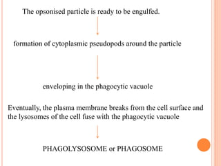The opsonised particle is ready to be engulfed.
formation of cytoplasmic pseudopods around the particle
enveloping in the phagocytic vacuole
Eventually, the plasma membrane breaks from the cell surface and
the lysosomes of the cell fuse with the phagocytic vacuole
PHAGOLYSOSOME or PHAGOSOME
 