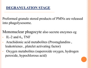 Preformed granule stored products of PMNs are released
into phagolysosome.
Mononuclear phagocyte also secrete enzymes eg
• IL-2 and 6,, TNF
• Arachidonic acid metabolites (Prostaglandins ,
leukotrienes , platelet activating factor)
• Oxygen metabolites (superoxide oxygen, hydrogen
peroxide, hypochlorous acid)
DEGRANULATION STAGE
 