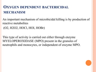 OXYGEN DEPENDENT BACTERICIDAL
MECHANISM
An important mechanism of microbicidal killing is by production of
reactive metabolites
(O2, H2O2, HOCl, HOI, HOBr)
This type of activity is carried out either through enzyme
MYELOPEROXIDASE (MPO) present in the granules of
neutrophils and monocytes, or independent of enzyme MPO.
 