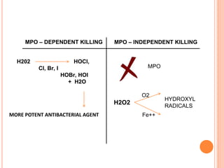 MPO – DEPENDENT KILLING MPO – INDEPENDENT KILLING
H202 HOCl,
Cl, Br, I
HOBr, HOI
+ H2O
MORE POTENT ANTIBACTERIAL AGENT
MPO
H2O2
O2
Fe++
HYDROXYL
RADICALS
 
