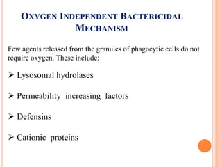 Few agents released from the granules of phagocytic cells do not
require oxygen. These include:
 Lysosomal hydrolases
 Permeability increasing factors
 Defensins
 Cationic proteins
OXYGEN INDEPENDENT BACTERICIDAL
MECHANISM
 
