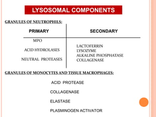 GRANULES OF NEUTROPHILS:
MPO
ACID HYDROLASES
NEUTRAL PROTEASES
GRANULES OF MONOCYTES AND TISSUE MACROPHAGES:
LACTOFERRIN
LYSOZYME
ALKALINE PHOSPHATASE
COLLAGENASE
PRIMARY SECONDARY
ACID PROTEASE
COLLAGENASE
ELASTASE
PLASMINOGEN ACTIVATOR
LYSOSOMAL COMPONENTS
 