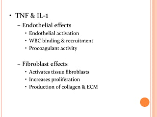 • TNF & IL-1
– Endothelial effects
• Endothelial activation
• WBC binding & recruitment
• Procoagulant activity
– Fibroblast effects
• Activates tissue fibroblasts
• Increases proliferation
• Production of collagen & ECM
 