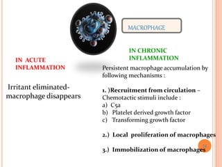 MACROPHAGE
IN ACUTE
INFLAMMATION
IN CHRONIC
INFLAMMATION
Irritant eliminated-
macrophage disappears
Persistent macrophage accumulation by
following mechanisms :
1. )Recruitment from circulation –
Chemotactic stimuli include :
a) C5a
b) Platelet derived growth factor
c) Transforming growth factor
2.) Local proliferation of macrophages
3.) Immobilization of macrophages
56
 