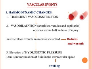 VASCULAR EVENTS
1. HAEMODYNAMIC CHANGES:
1. TRANSIENT VASOCONSTRICTION
2. VASODILATATION (arterioles, venules and capillaries)
obvious within half an hour of injury
Increase blood volume in microvascular bed Redness
and warmth
3. Elevation of HYDROSTATIC PRESSURE
Results in transudation of fluid in the extracellular space
swelling
 