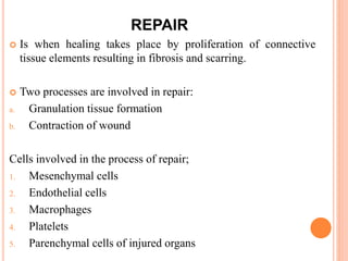 REPAIR
 Is when healing takes place by proliferation of connective
tissue elements resulting in fibrosis and scarring.
 Two processes are involved in repair:
a. Granulation tissue formation
b. Contraction of wound
Cells involved in the process of repair;
1. Mesenchymal cells
2. Endothelial cells
3. Macrophages
4. Platelets
5. Parenchymal cells of injured organs
 