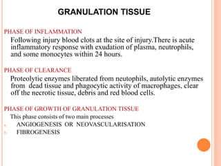 GRANULATION TISSUE
PHASE OF INFLAMMATION
Following injury blood clots at the site of injury.There is acute
inflammatory response with exudation of plasma, neutrophils,
and some monocytes within 24 hours.
PHASE OF CLEARANCE
Proteolytic enzymes liberated from neutophils, autolytic enzymes
from dead tissue and phagocytic activity of macrophages, clear
off the necrotic tissue, debris and red blood cells.
PHASE OF GROWTH OF GRANULATION TISSUE
This phase consists of two main processes
a. ANGIOGENESIS OR NEOVASCULARISATION
b. FIBROGENESIS
 