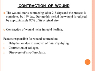 CONTRACTION OF WOUND
 The wound starts contracting after 2-3 days and the process is
completed by 14th day. During this period the wound is reduced
by approximately 80% of its original size.
 Contraction of wound helps in rapid healing.
Factors responsible for wound contraction:
1. Dehydration due to removal of fluids by drying.
2. Contraction of collagen
3. Discovery of myofibroblasts.
 