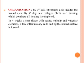 ORGANISATION : by 3rd day, fibroblasts also invades the
wound area. By 5th day new collagen fibrils start forming
which dominate till healing is completed.
In 4 weeks a scar tissue with scanty cellular and vascular
elements, a few inflammatory cells and epithelialised surface
is formed.
 