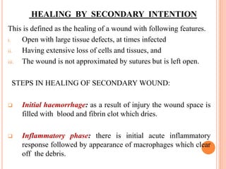 HEALING BY SECONDARY INTENTION
This is defined as the healing of a wound with following features.
i. Open with large tissue defects, at times infected
ii. Having extensive loss of cells and tissues, and
iii. The wound is not approximated by sutures but is left open.
STEPS IN HEALING OF SECONDARY WOUND:
 Initial haemorrhage: as a result of injury the wound space is
filled with blood and fibrin clot which dries.
 Inflammatory phase: there is initial acute inflammatory
response followed by appearance of macrophages which clear
off the debris.
 