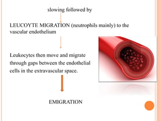 slowing followed by
LEUCOYTE MIGRATION (neutrophils mainly) to the
vascular endothelium
Leukocytes then move and migrate
through gaps between the endothelial
cells in the extravascular space.
EMIGRATION
 