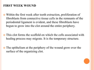 FIRST WEEK WOUND
 Within the first week after tooth extraction, proliferation of
fibroblasts from connective tissue cells in the remnants of the
periodontal ligament is evident, and these fibroblasts have
begun to grow into the clot around the entire periphery.
 This clot forms the scaffold on which the cells associated with
healing process may migrate. It is the temporary structure.
 The epithelium at the periphery of the wound grow over the
surface of the organizing clot.
 