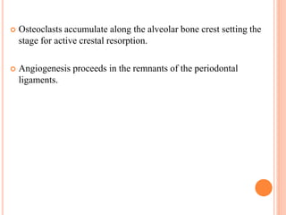  Osteoclasts accumulate along the alveolar bone crest setting the
stage for active crestal resorption.
 Angiogenesis proceeds in the remnants of the periodontal
ligaments.
 