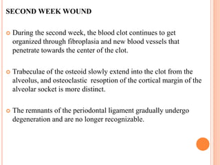 SECOND WEEK WOUND
 During the second week, the blood clot continues to get
organized through fibroplasia and new blood vessels that
penetrate towards the center of the clot.
 Trabeculae of the osteoid slowly extend into the clot from the
alveolus, and osteoclastic resoption of the cortical margin of the
alveolar socket is more distinct.
 The remnants of the periodontal ligament gradually undergo
degeneration and are no longer recognizable.
 