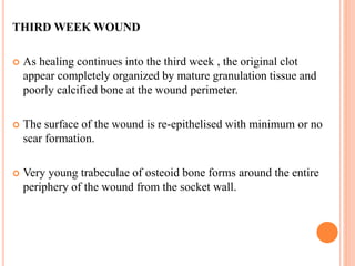 THIRD WEEK WOUND
 As healing continues into the third week , the original clot
appear completely organized by mature granulation tissue and
poorly calcified bone at the wound perimeter.
 The surface of the wound is re-epithelised with minimum or no
scar formation.
 Very young trabeculae of osteoid bone forms around the entire
periphery of the wound from the socket wall.
 