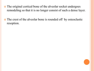  The original cortical bone of the alveolar socket undergoes
remodeling so that it is no longer consist of such a dense layer.
 The crest of the alveolar bone is rounded off by osteoclastic
resoption.
 