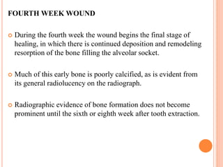 FOURTH WEEK WOUND
 During the fourth week the wound begins the final stage of
healing, in which there is continued deposition and remodeling
resorption of the bone filling the alveolar socket.
 Much of this early bone is poorly calcified, as is evident from
its general radiolucency on the radiograph.
 Radiographic evidence of bone formation does not become
prominent until the sixth or eighth week after tooth extraction.
 