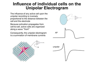 Influence of individual cells on the
              Unipolar Electrogram
     The influence of any active cell upon the
     unipolar recording is inversely
     proportional to the distance between the
     cell and the electrode
     Because activation propagates from
     cell-to-cell, active cells are organized
     along a wave “front”
     Consequently, the unipolar electrogram        AP
     is a summation of membrane currents




                                                 unipolar




14
 