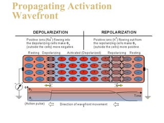 Propagating Activation
     Wavefront




19
 