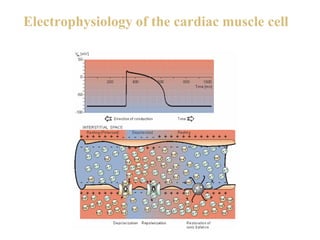 Electrophysiology of the cardiac muscle cell




8
 