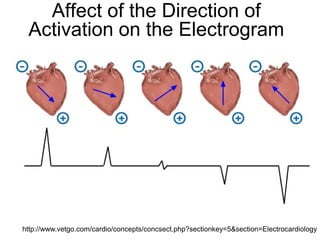 Affect of the Direction of
   Activation on the Electrogram




9 http://www.vetgo.com/cardio/concepts/concsect.php?sectionkey=5&section=Electrocardiology
 