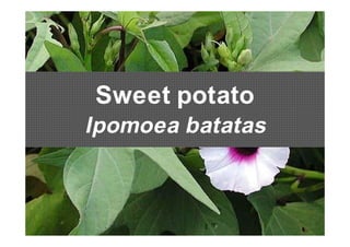 Sweet potato 
Ipomoea batatas 
 