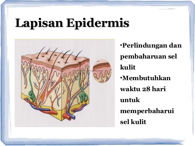 jenis kulit dan produksi