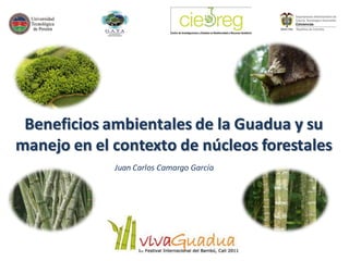 Beneficios ambientales de la Guadua y su
manejo en el contexto de núcleos forestales
             Juan Carlos Camargo García
 