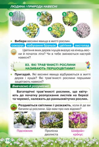 ЛЮДИНА І ПРИРОДА НАВЕСНІ
110
Цвітіння яких дерев і кущів вказує на кінець вес-
ни й початок літа? Чи в тебе змінюється настрій
навесні?
83. Які трав’янисті рослини
називають першоцвітами?
zz Пригадай. Які весняні явища відбуваються в житті	
дерев і кущів? Які трав’янисті рослини першими	
зацвітають навесні?
zz Вибери весняні явища в житті рослин.
Вивчаємо й розуміємо
Багаторічні трав’янисті рослини, що квіту­
ють до початку розпускання листків на березі
та черемсі, належать до ранньоквітучих рослин.
Роздивіться світлини й розкажіть, коли й де ви
бачили ці рослини. Що вам про них відомо?
1
2 4 6
3 5
Проліска
дволиста
Шафран-
крокус
Підсніжник
сокорух набухання бруньок цвітіння листопад
 