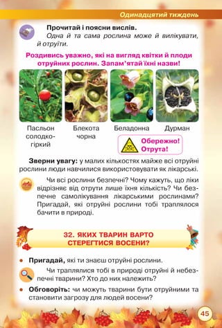 Одинадцятий тиждень
45
Прочитай і поясни вислів.
Одна й та сама рослина може й вилікувати,
й отруїти.
Пасльон	
солодко-	
гіркий
Роздивись уважно, які на вигляд квітки й плоди
отруйних рослин. Запам’ятай їхні назви!
Блекота	
чорна
Беладонна Дурман
Чи всі рослини безпечні? Чому кажуть, що ліки
відрізняє від отрути лише їхня кількість? Чи без-
печне самолікування лікарськими рослинами?
Пригадай, які отруйні рослини тобі траплялося
бачити в природі.
zz Пригадай, які ти знаєш отруйні рослини.
zz Обговоріть: чи можуть тварини бути отруйними та
становити загрозу для людей восени?
32. ЯКИХ ТВАРИН варто
СТЕРЕГТИСЯ ВОСЕНИ?
Чи траплялися тобі в природі отруйні й небез-
печні тварини? Хто до них належить?
Зверни увагу: у малих кількостях майже всі отруйні
рослини люди навчилися використовувати як лікарські.
Обережно!
Отрута!
 