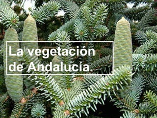 La vegetación
de Andalucía.
 