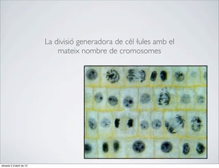 La divisió generadora de cèl·lules amb el
                              mateix nombre de cromosomes




dimarts 2 d’abril de 13
 