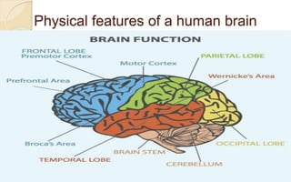 Language and brain | PPTX
