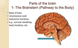 Language and brain | PPTX
