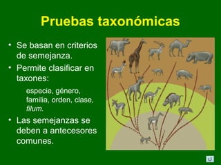 Pruebas taxonómicas
• Se basan en criterios
  de semejanza.
• Permite clasificar en
  taxones:
    especie, género,
    familia, orden, clase,
    filum.
• Las semejanzas se
  deben a antecesores
  comunes.
 