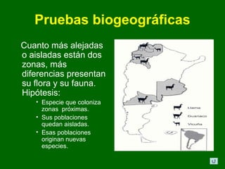 Pruebas biogeográficas
Cuanto más alejadas
o aisladas están dos
zonas, más
diferencias presentan
su flora y su fauna.
Hipótesis:
   • Especie que coloniza
     zonas próximas.
   • Sus poblaciones
     quedan aisladas.
   • Esas poblaciones
     originan nuevas
     especies.
 