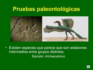 Pruebas paleontológicas




• Existen especies que parece que son eslabones
  intermedios entre grupos distintos.
               Ejemplo: Archaeopteryx.
 