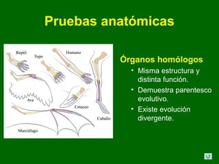 Pruebas anatómicas

          Órganos homólogos
            • Misma estructura y
              distinta función.
            • Demuestra parentesco
              evolutivo.
            • Existe evolución
              divergente.
 