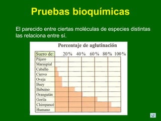 Pruebas bioquímicas
El parecido entre ciertas moléculas de especies distintas
las relaciona entre sí.
 