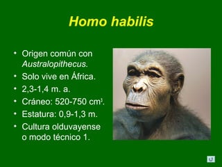 Homo habilis

• Origen común con
  Australopithecus.
• Solo vive en África.
• 2,3-1,4 m. a.
• Cráneo: 520-750 cm3.
• Estatura: 0,9-1,3 m.
• Cultura olduvayense
  o modo técnico 1.
 