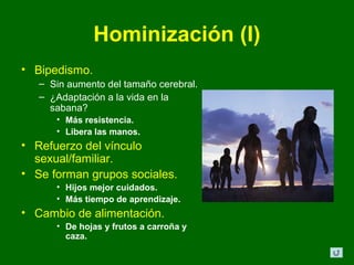 Hominización (I)
• Bipedismo.
   – Sin aumento del tamaño cerebral.
   – ¿Adaptación a la vida en la
     sabana?
      • Más resistencia.
      • Libera las manos.
• Refuerzo del vínculo
  sexual/familiar.
• Se forman grupos sociales.
      • Hijos mejor cuidados.
      • Más tiempo de aprendizaje.
• Cambio de alimentación.
      • De hojas y frutos a carroña y
        caza.
 