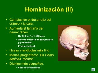 Hominización (II)
• Cambios en el desarrollo del
  cráneo y la cara.
• Aumenta el tamaño del
  neurocráneo.
      • De 500 cm3 a 1 400 cm3.
      • Abombamiento de temporales
        y parietales.
      • Frente vertical.
• Hueso mandibular más fino.
• Menos prognatismo. En Homo
  sapiens, mentón.
• Dientes más pequeños.
      • Caninos reducidos
 