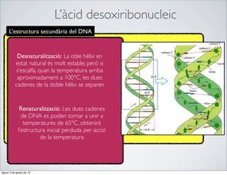 L’àcid desoxiribonucleic
      L’estructura secundària del DNA


           Desnaturalització: La oble hèlix en
          estat natural és molt estable; però si
          s’escalfa, quan la temperatura arriba
           aproximadament a 100ºC, les dues
          cadenes de la doble hèlix se separen


              Renaturalització: Les dues cadenes
               de DNA es poden tornar a unir a
                temperatures de 65ºC, obtenint
             l’estructura inicial perduda per acció
                       de la temperatura




dijous 3 de gener de 13
 