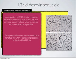 L’àcid desoxiribonucleic
        L’estructura terciària del DNA


        Les molècules de DNA circular presenten
        estructura terciària ja que la ﬁbra de 20A
        es troba superenrotllada sobre si mateixa
              en una espècie de superhèlix




          Els superenrotllaments permeten reduir la
           longitud del DNA i faciliten el procés de
                    la duplicació del DNA




dijous 3 de gener de 13
 