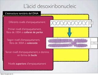 L’àcid desoxiribonucleic
        L’estructura terciària del DNA


               Diferents nivells d’empaquetament:      20A



           Primer nivell d’empaquetament,
          ﬁbra de 100A o collaret de perles

            Segon nivell d’empaquetament,
              ﬁbra de 300A o solenoide                   1.400nm




        Tercer nivell d’empaquetament, o dominis
                    en forma de bucle


              Nivells superiors d’empaquetament


dijous 3 de gener de 13
 
