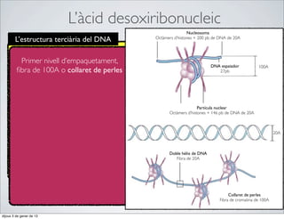 L’àcid desoxiribonucleic
                                                             Nucleosoma
        L’estructura terciària del DNA       Octàmers d’histones + 200 pb de DNA de 20A




          Primer nivell d’empaquetament,
                                                                        DNA espaiador           100A
         ﬁbra de 100A o collaret de perles                                 27pb




                                                                  Partícula nuclear
                                                   Octàmers d’histones + 146 pb de DNA de 20A



                                                                                                         20A



                                                   Doble hèlix de DNA
                                                      Fibra de 20A




                                                                                 Collaret de perles
                                                                            Fibra de cromatina de 100A


dijous 3 de gener de 13
 